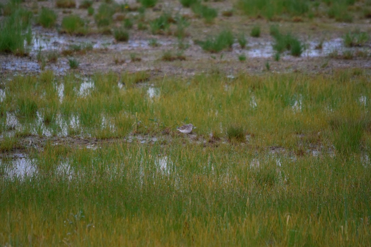 Least Sandpiper - ML235177231