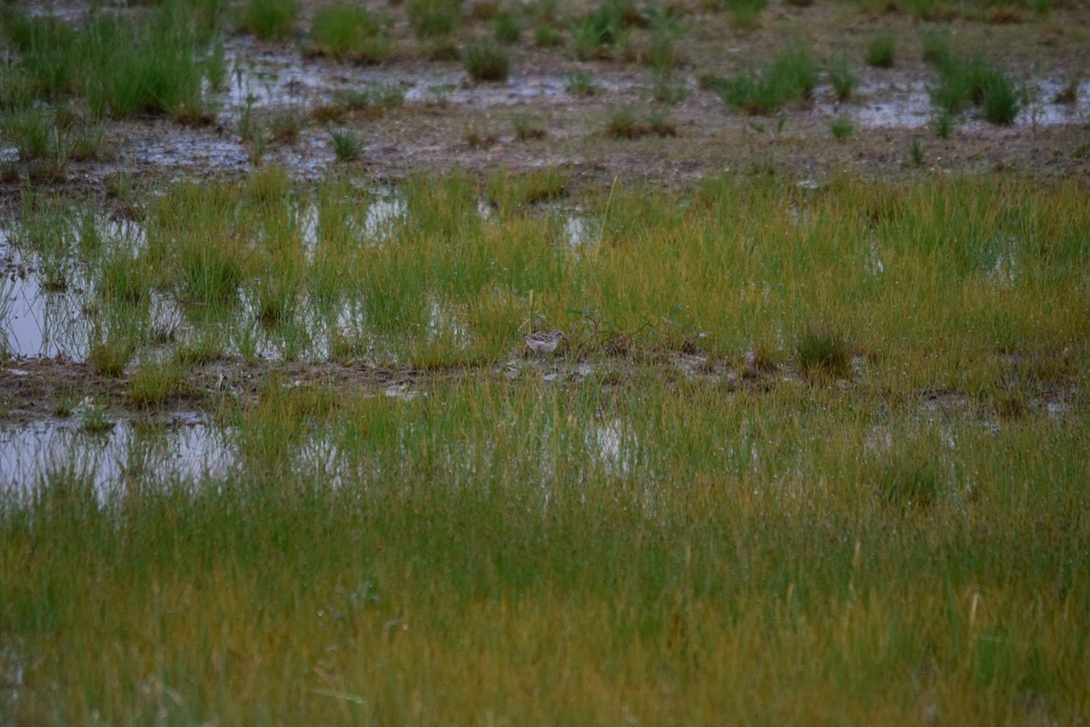 Wiesenstrandläufer - ML235177251