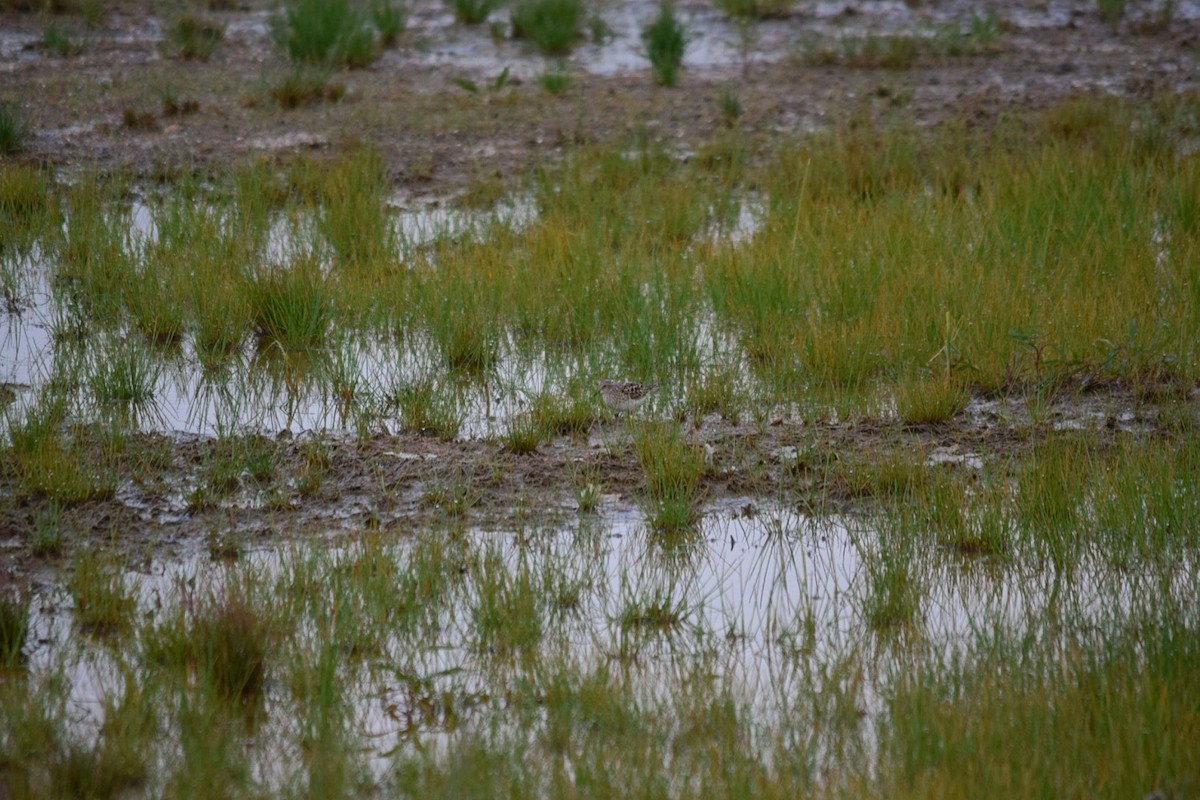 Wiesenstrandläufer - ML235177271