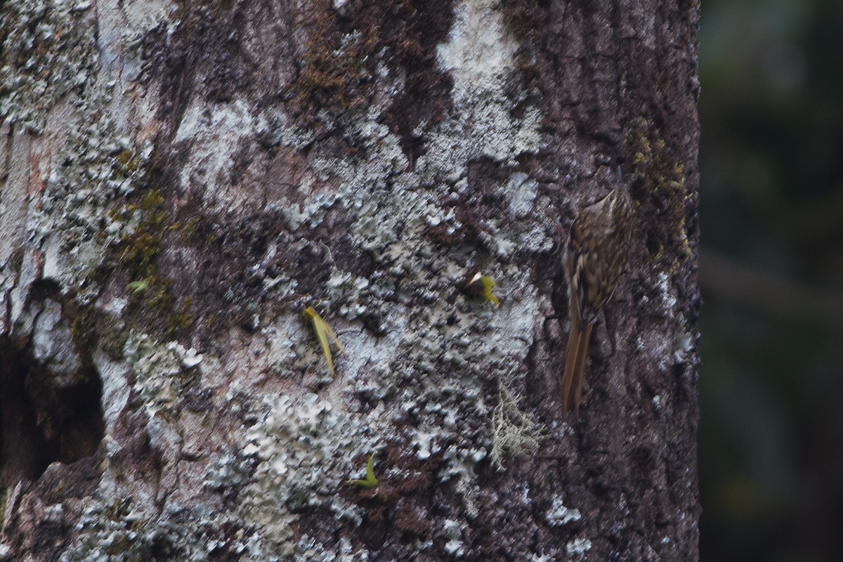 Sikkim Treecreeper - Dibyendu Ash