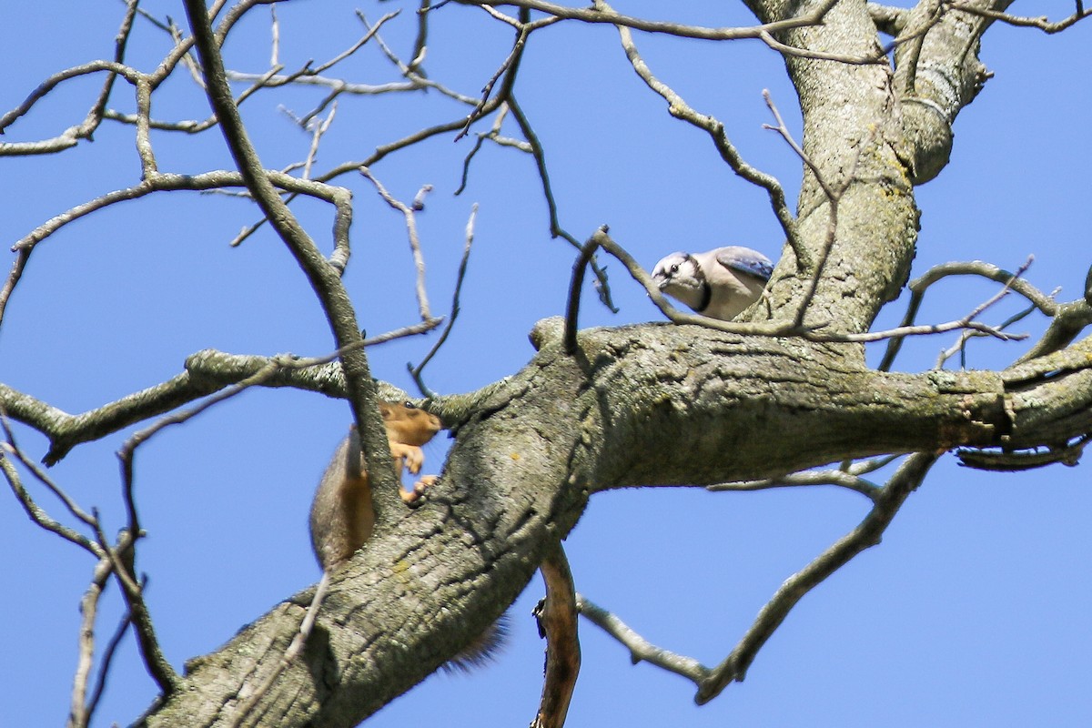 Blue Jay - ML235179141