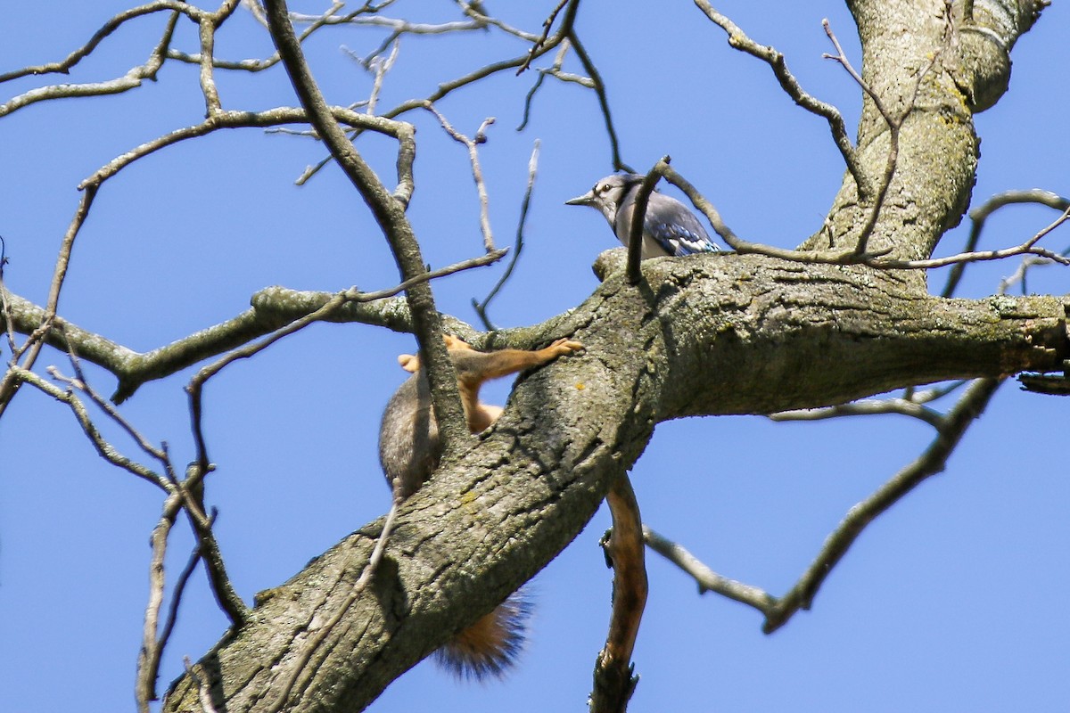 Blue Jay - Billy Harding