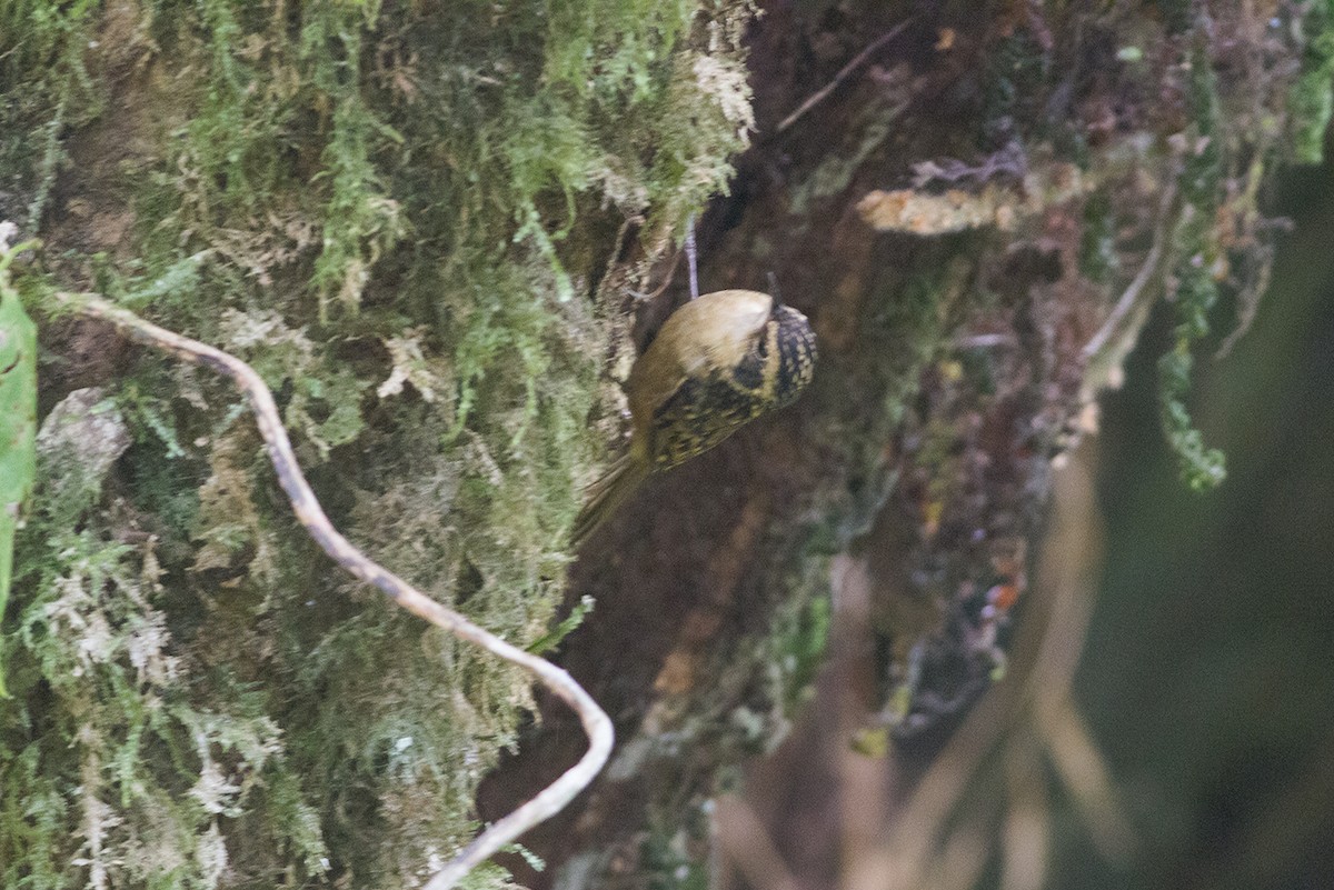 Sikkim Treecreeper - Dibyendu Ash