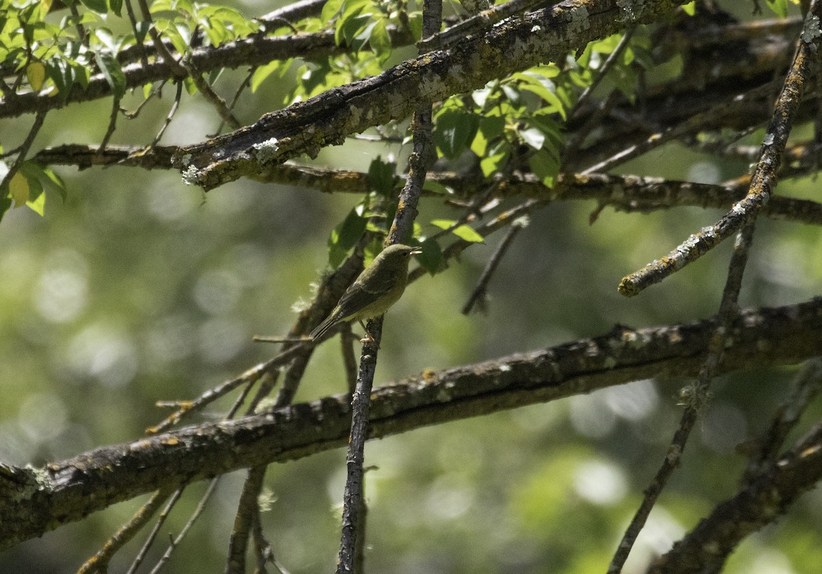 Orange-crowned Warbler - ML235182571