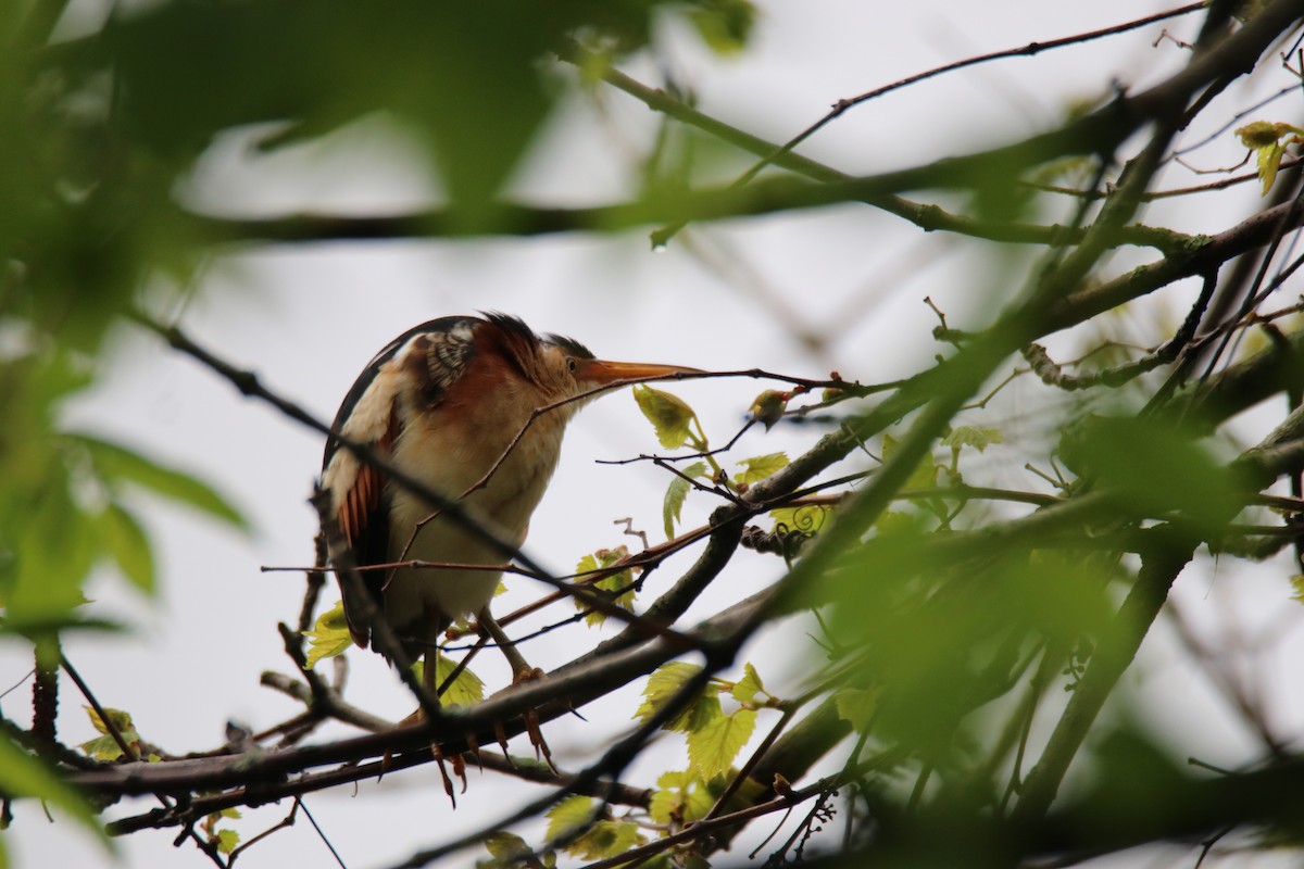 Least Bittern - ML235182931