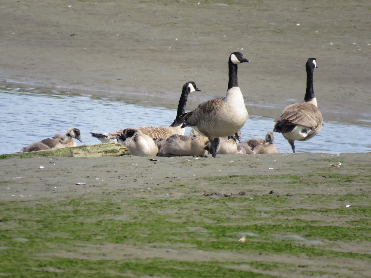 Canada Goose - ML235183321