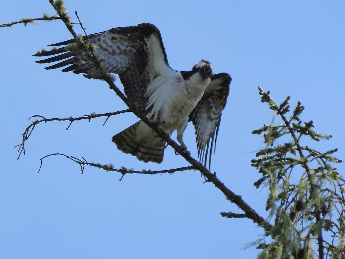 Osprey - ML235183381