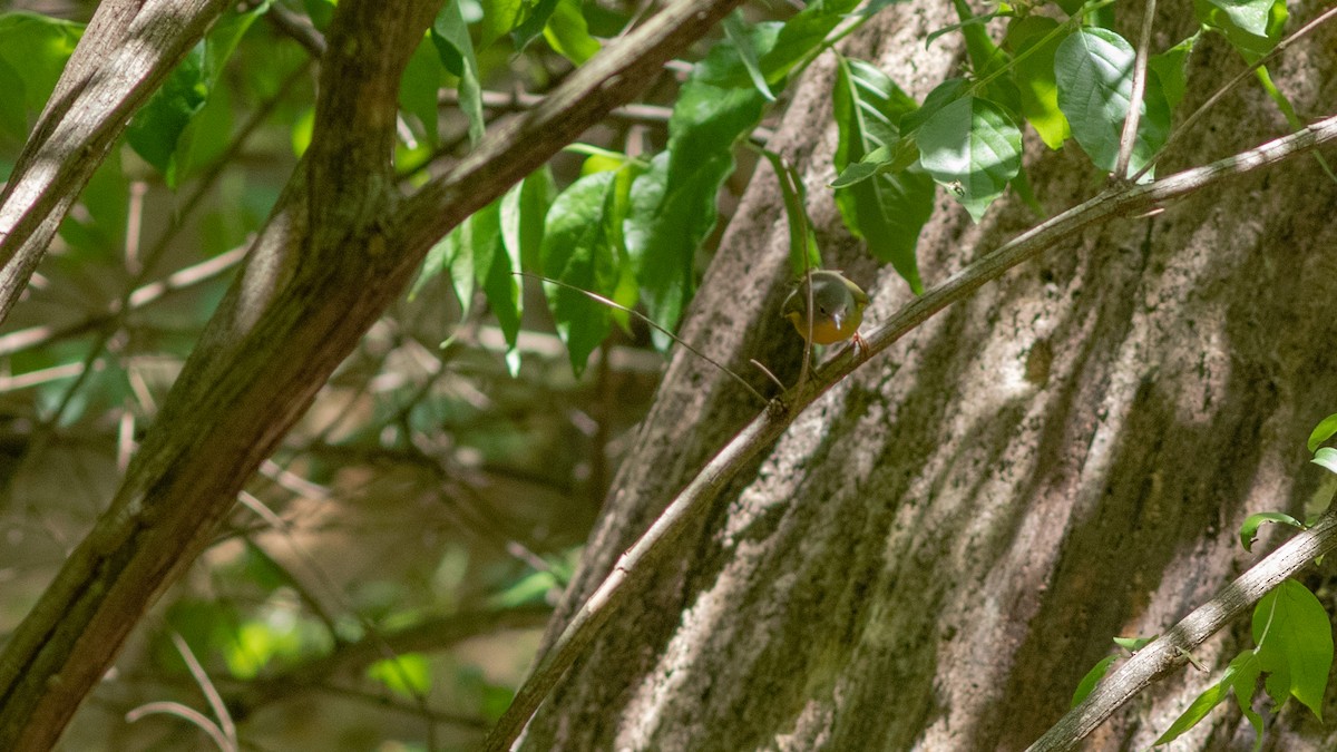 Nashville Warbler - ML235183651