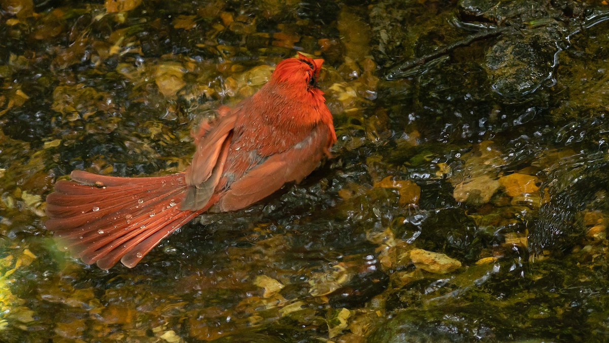 Cardinal rouge - ML235184401