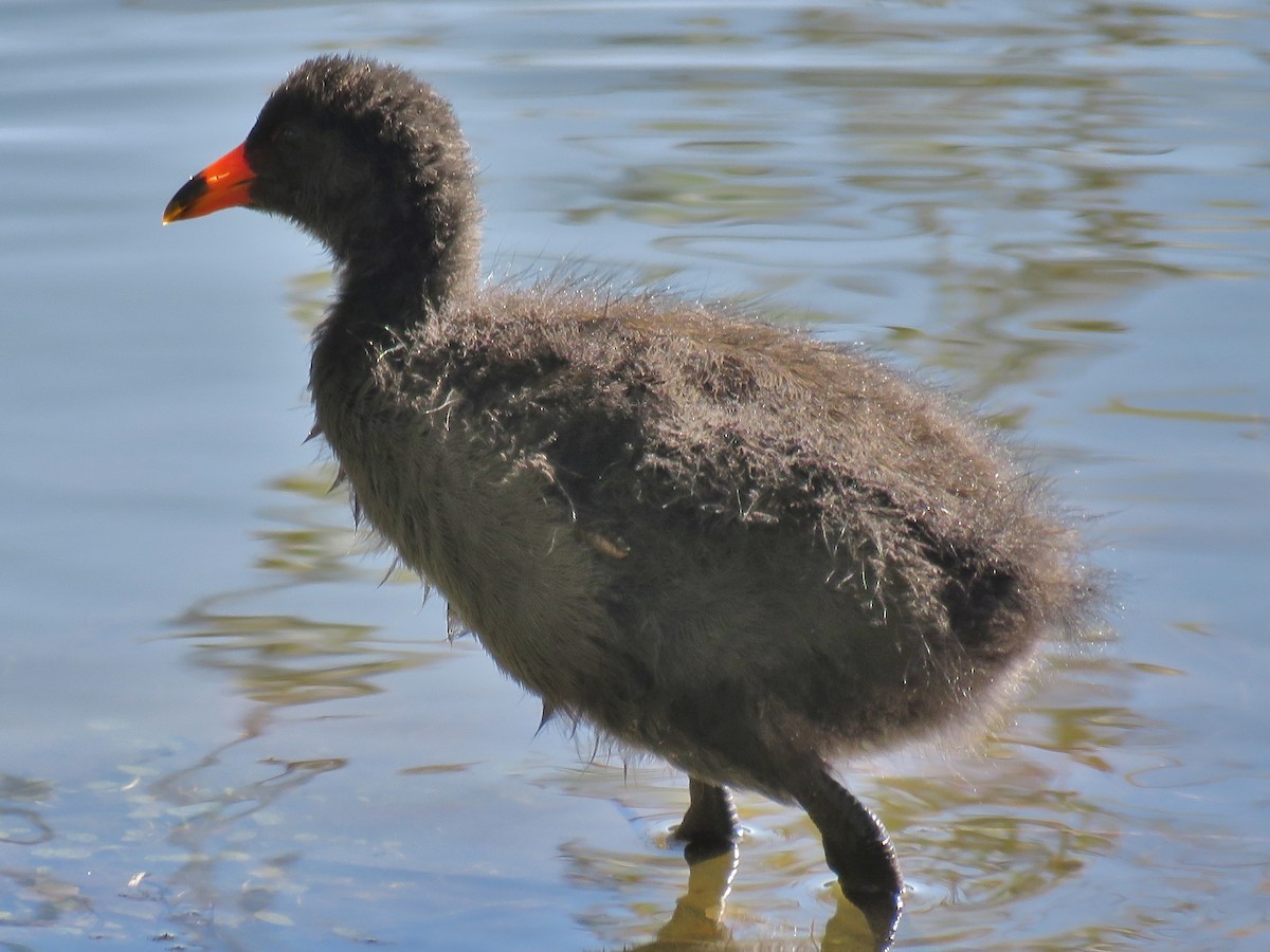 Dusky Moorhen - Alan Coates