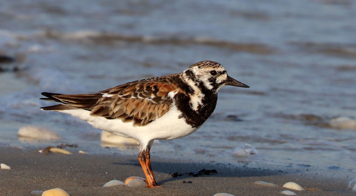 Ruddy Turnstone - Stefan Mutchnick