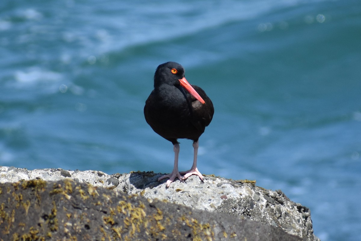 Black Oystercatcher - ML235188381