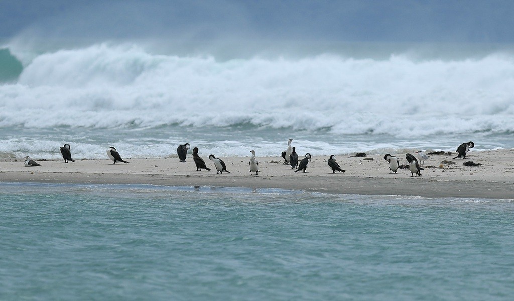 Pied Cormorant - ML235188461