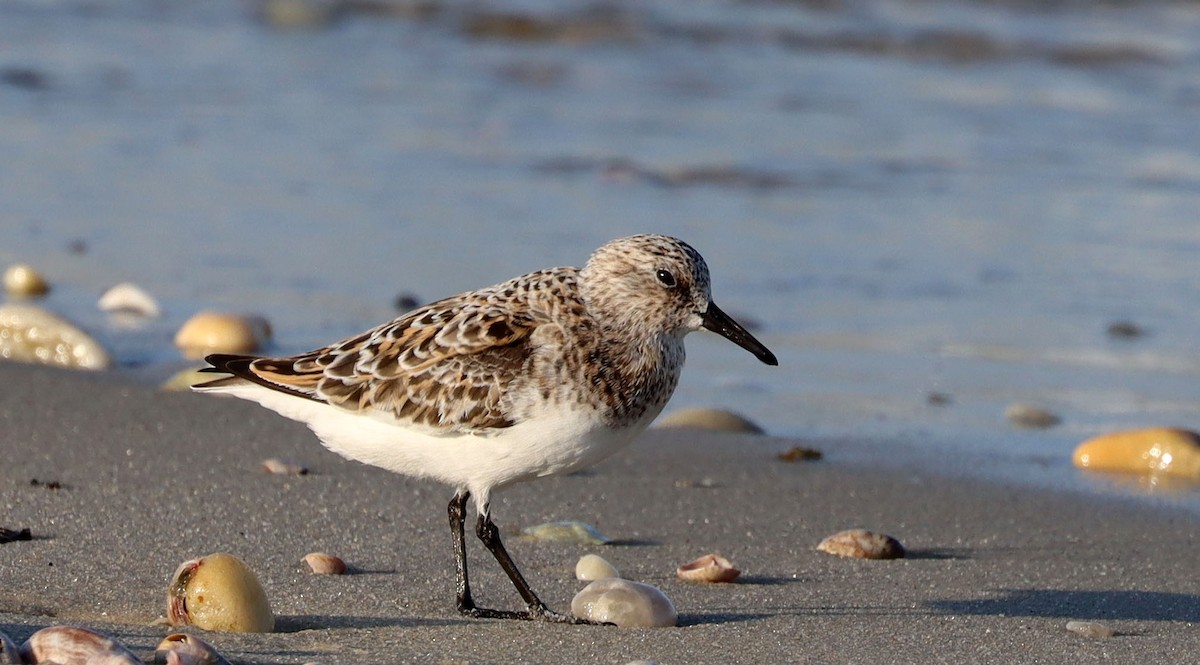 Sanderling - Stefan Mutchnick