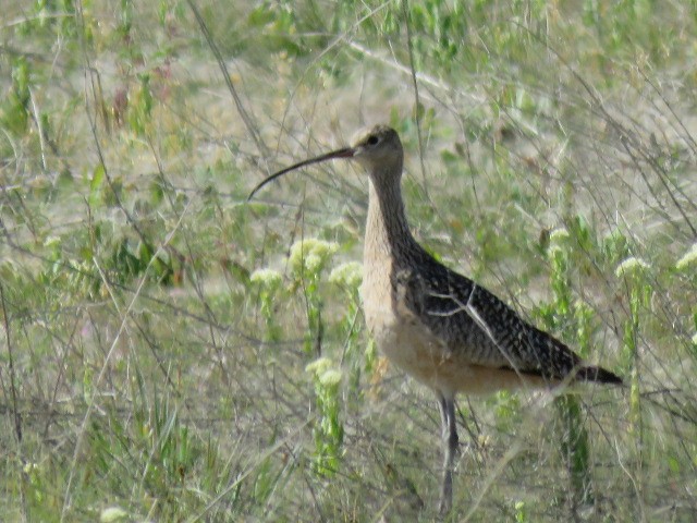 Long-billed Curlew - ML235189131