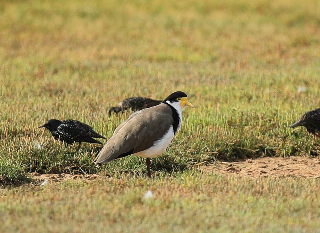 Masked Lapwing - ML235193141