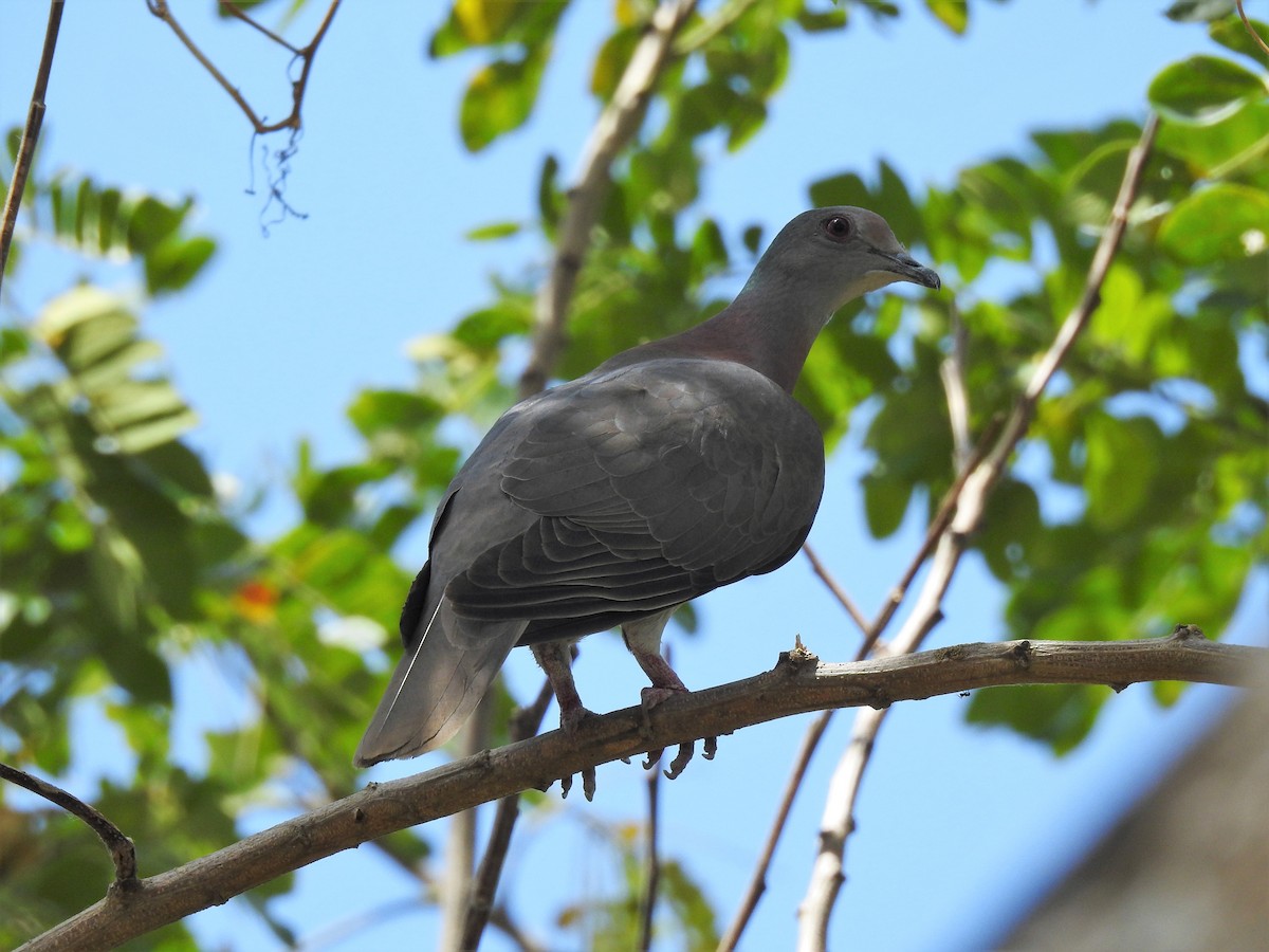 Pale-vented Pigeon - Brett Logan