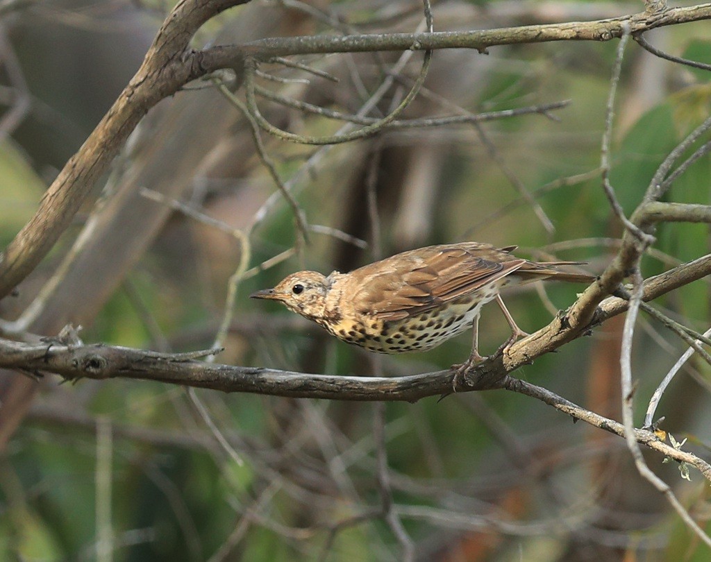 Song Thrush - ML235195591