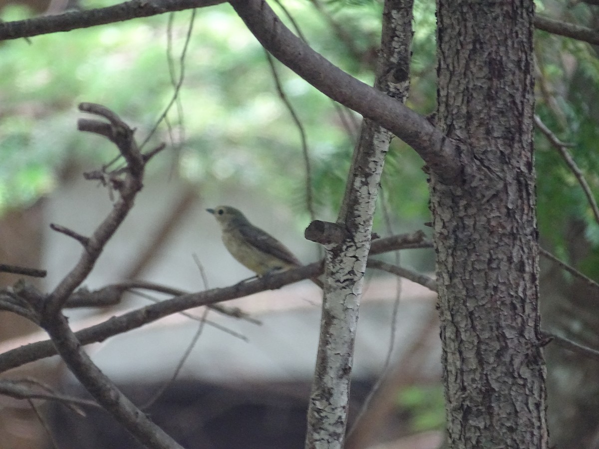 Narcissus Flycatcher - ML235195911