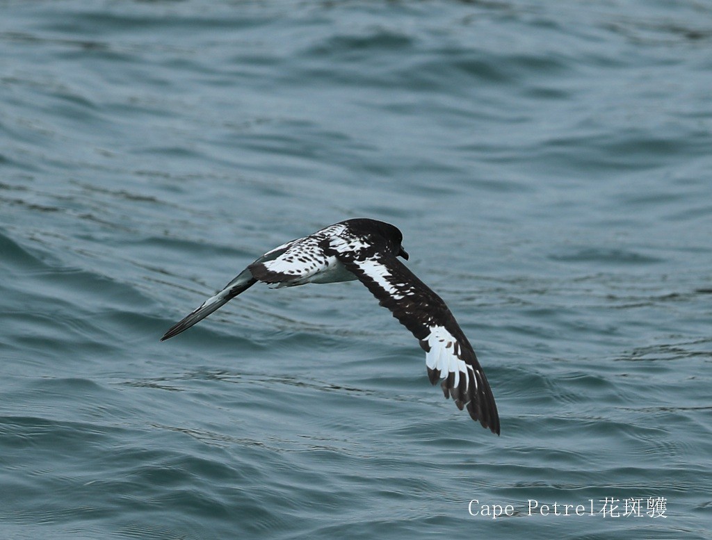 Cape Petrel - Qiang Zeng