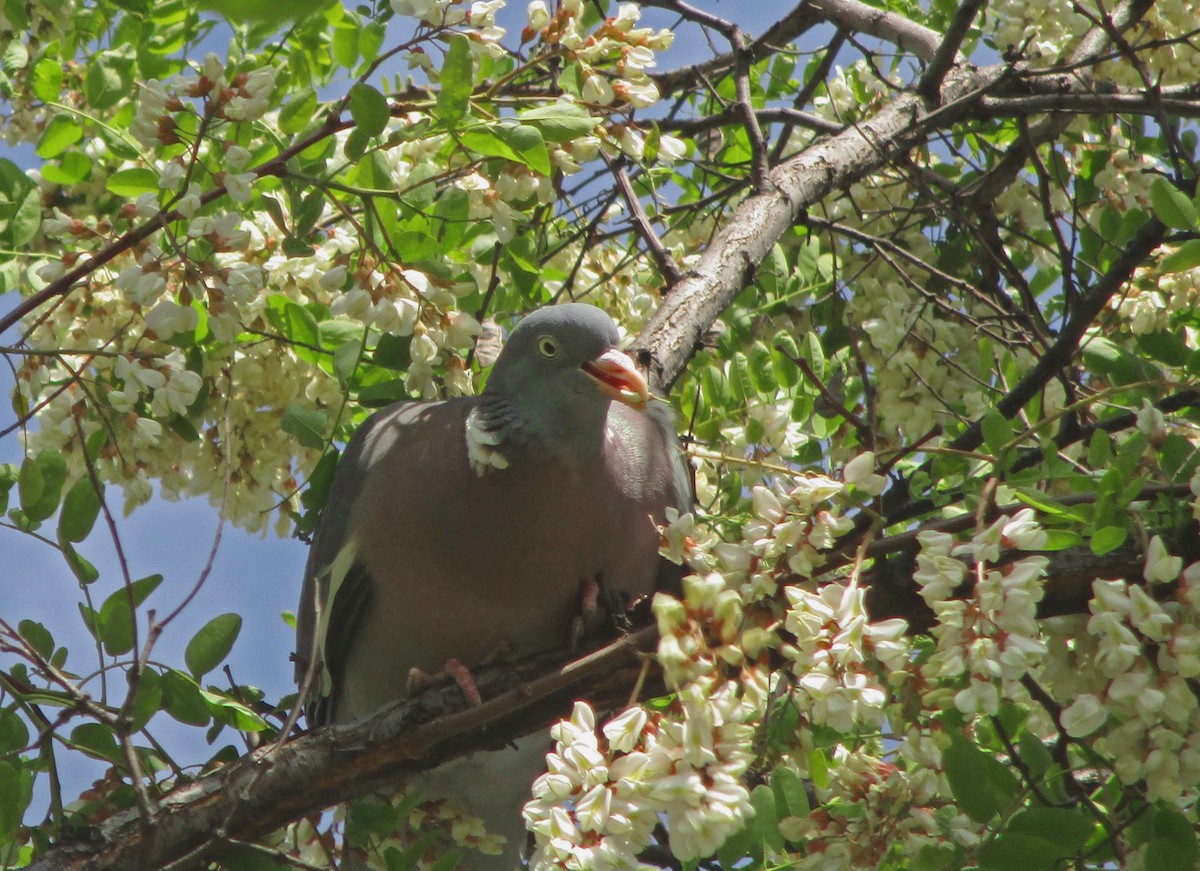 Common Wood-Pigeon - ML235196411