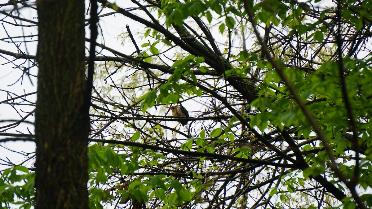 Least Bittern - ML235197311