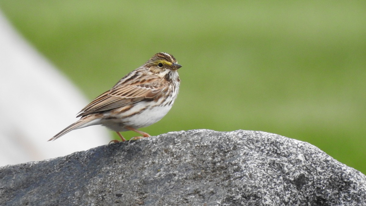 Savannah Sparrow - ML235197931