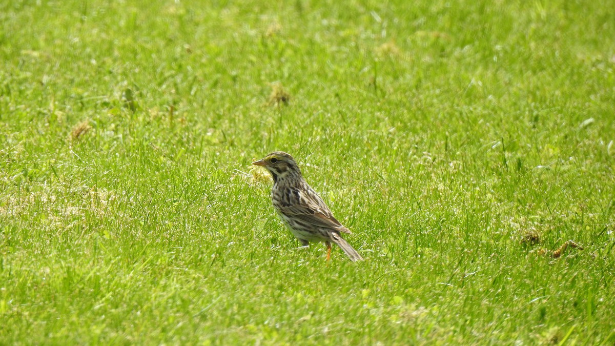 Savannah Sparrow - ML235197941