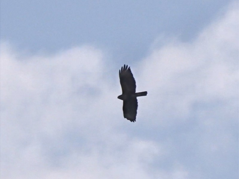 Eastern Buzzard - ML235198941