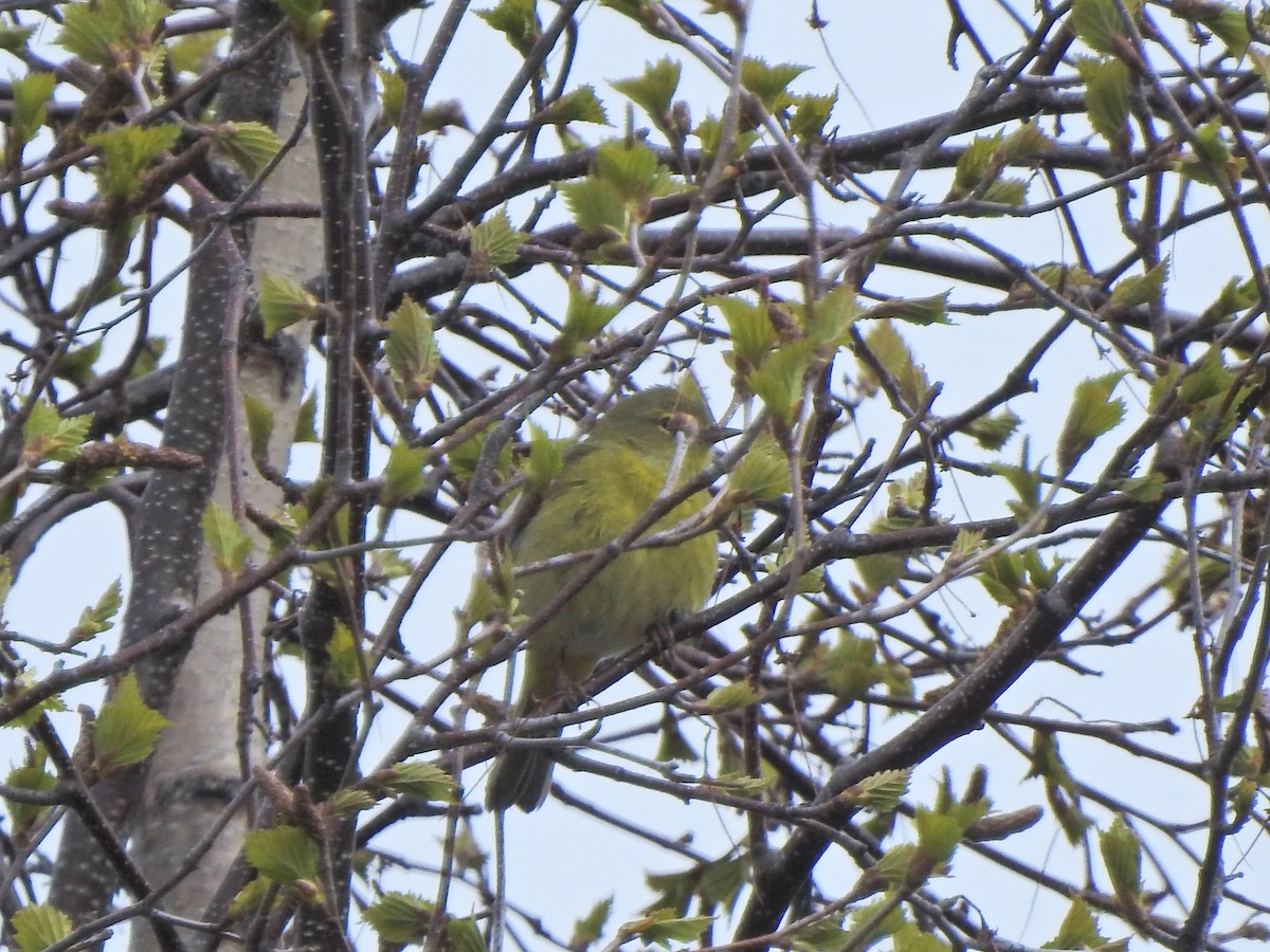 Orange-crowned Warbler - Laura Burke