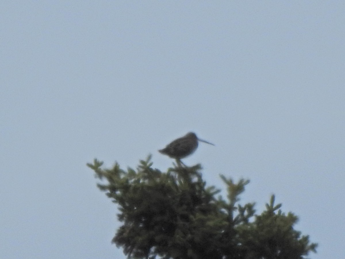 Wilson's Snipe - ML235201881