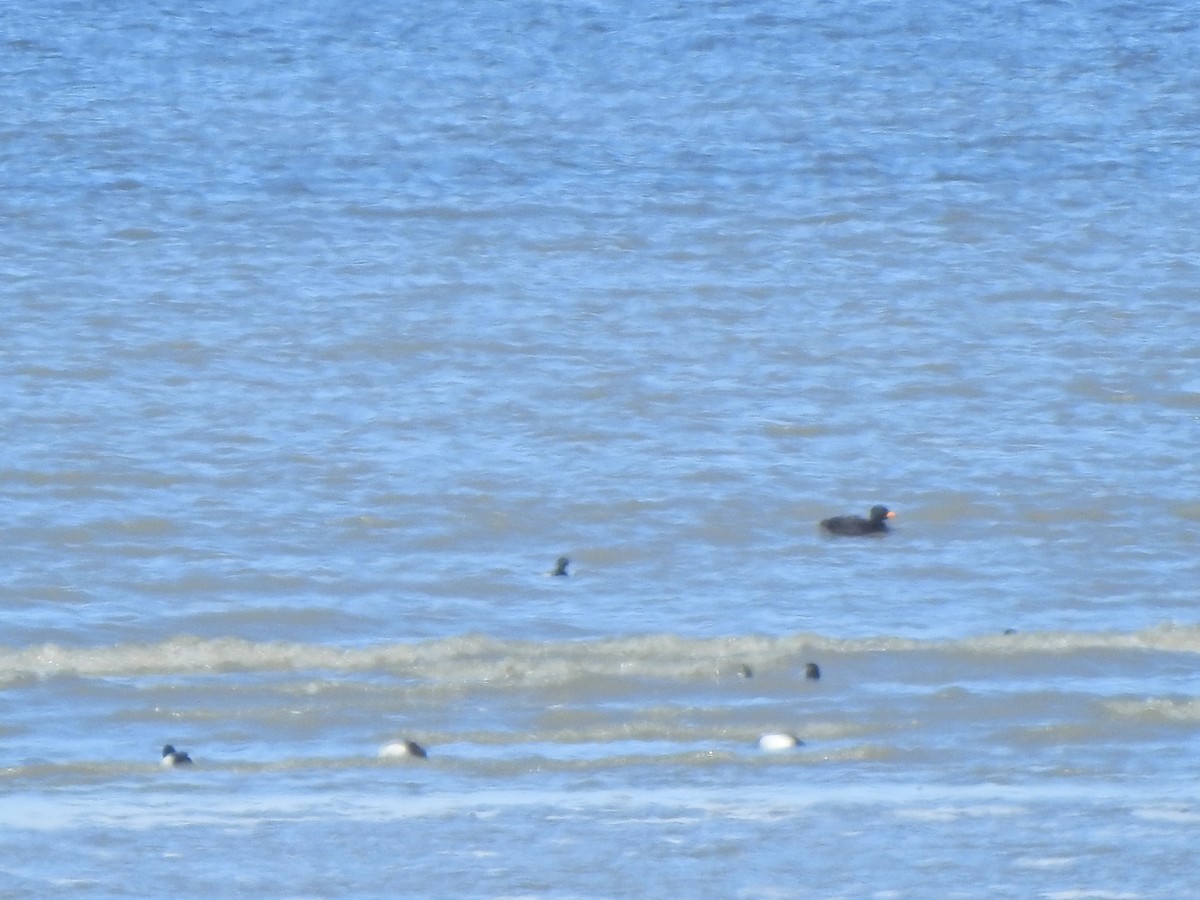 Black Scoter - ML235202021