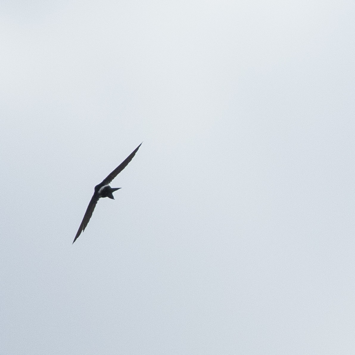 White-rumped Swift - ML235203231