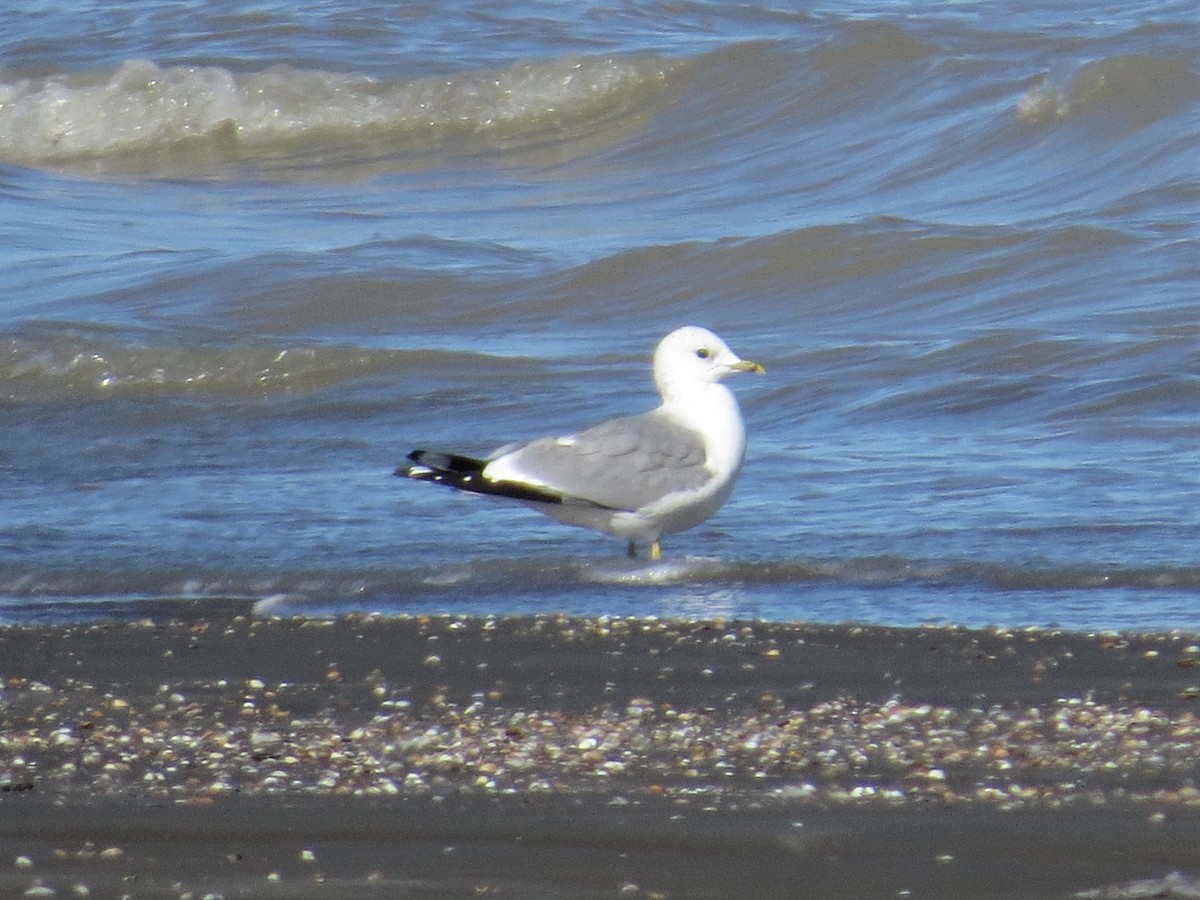 Common Gull - ML235204611