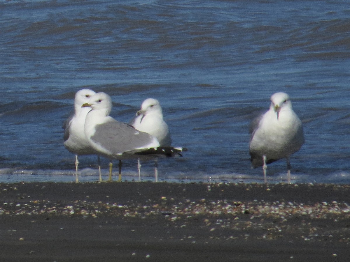 Common Gull - ML235204631