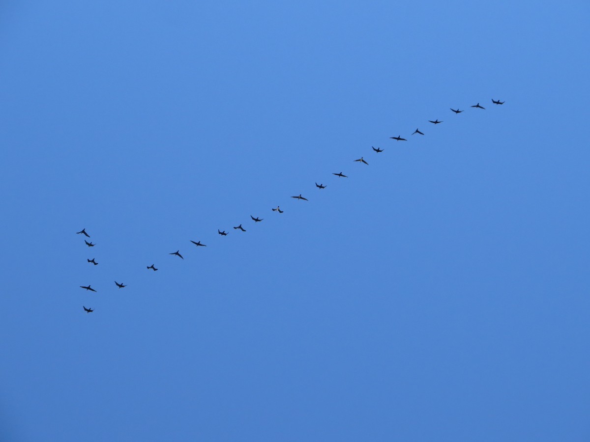 Great Cormorant - ML235204651