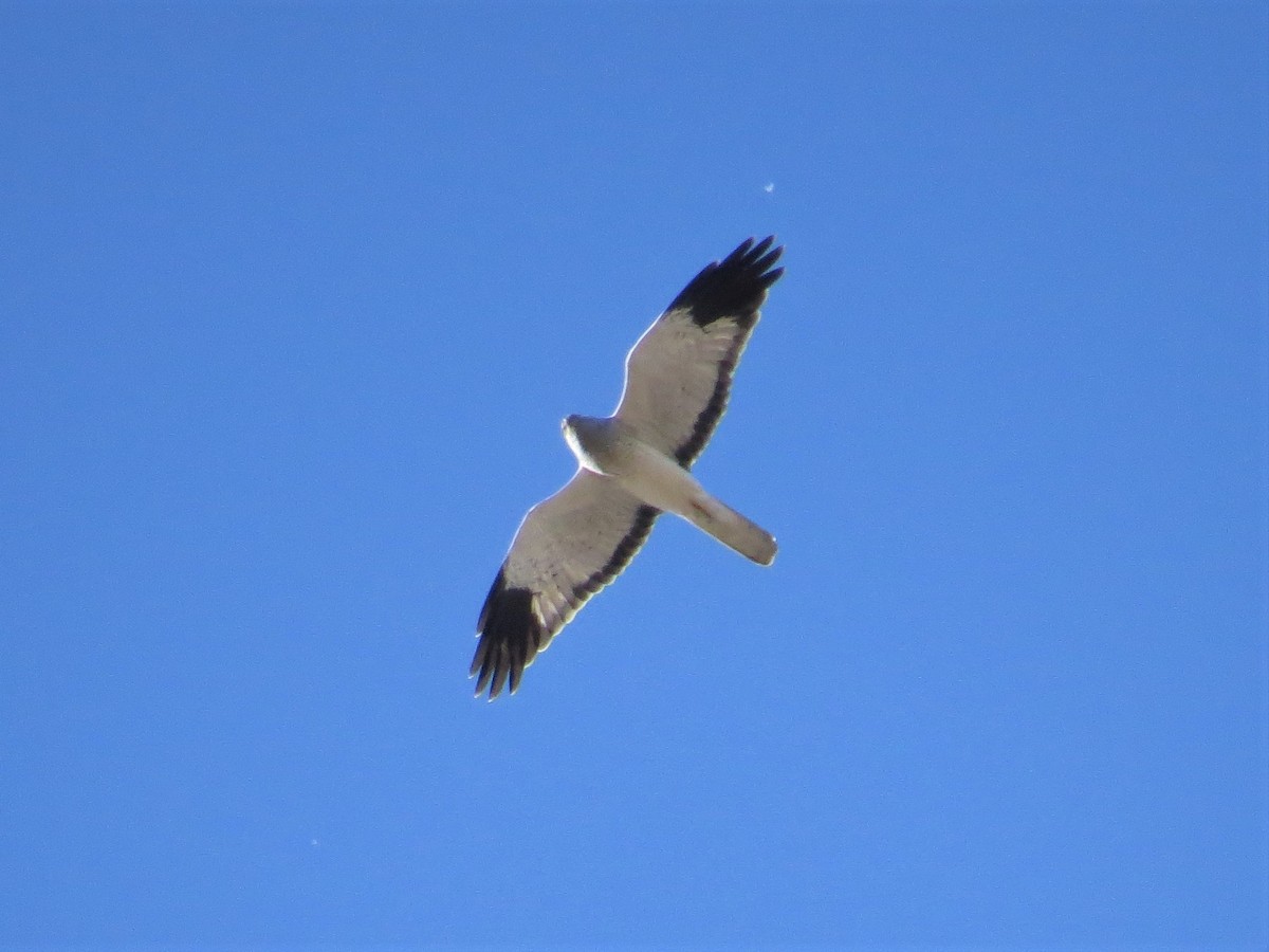 Aguilucho Pálido - ML235204681