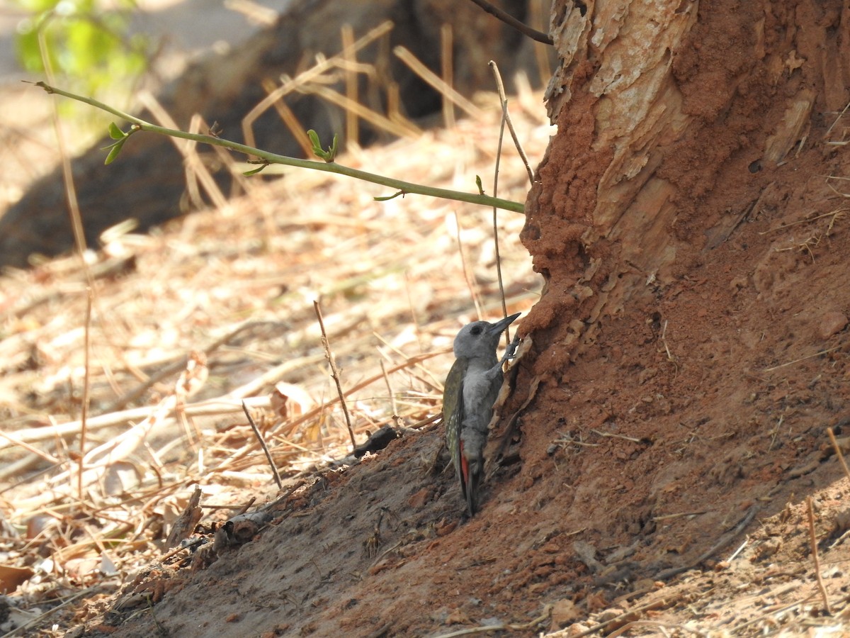 African Gray Woodpecker - ML235204821
