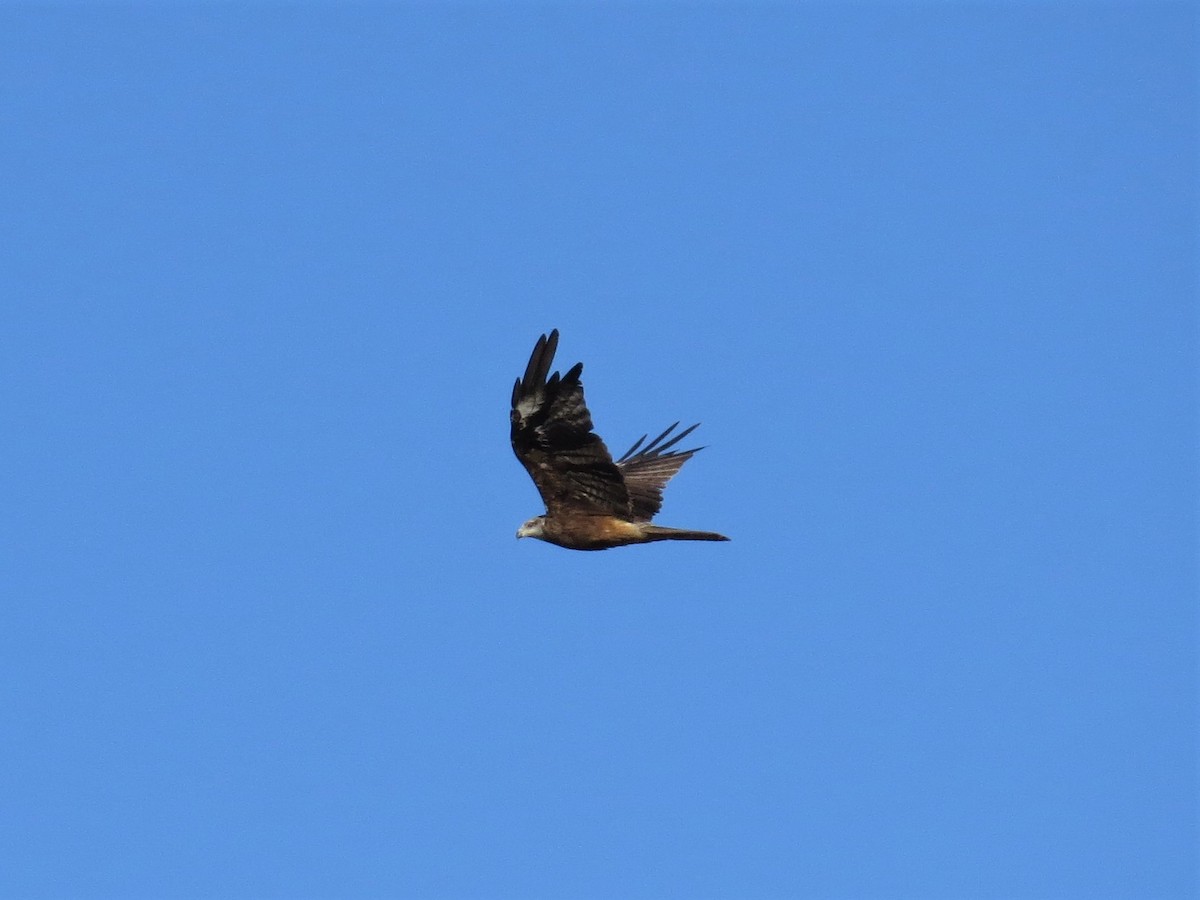 Black Kite - ML235204981