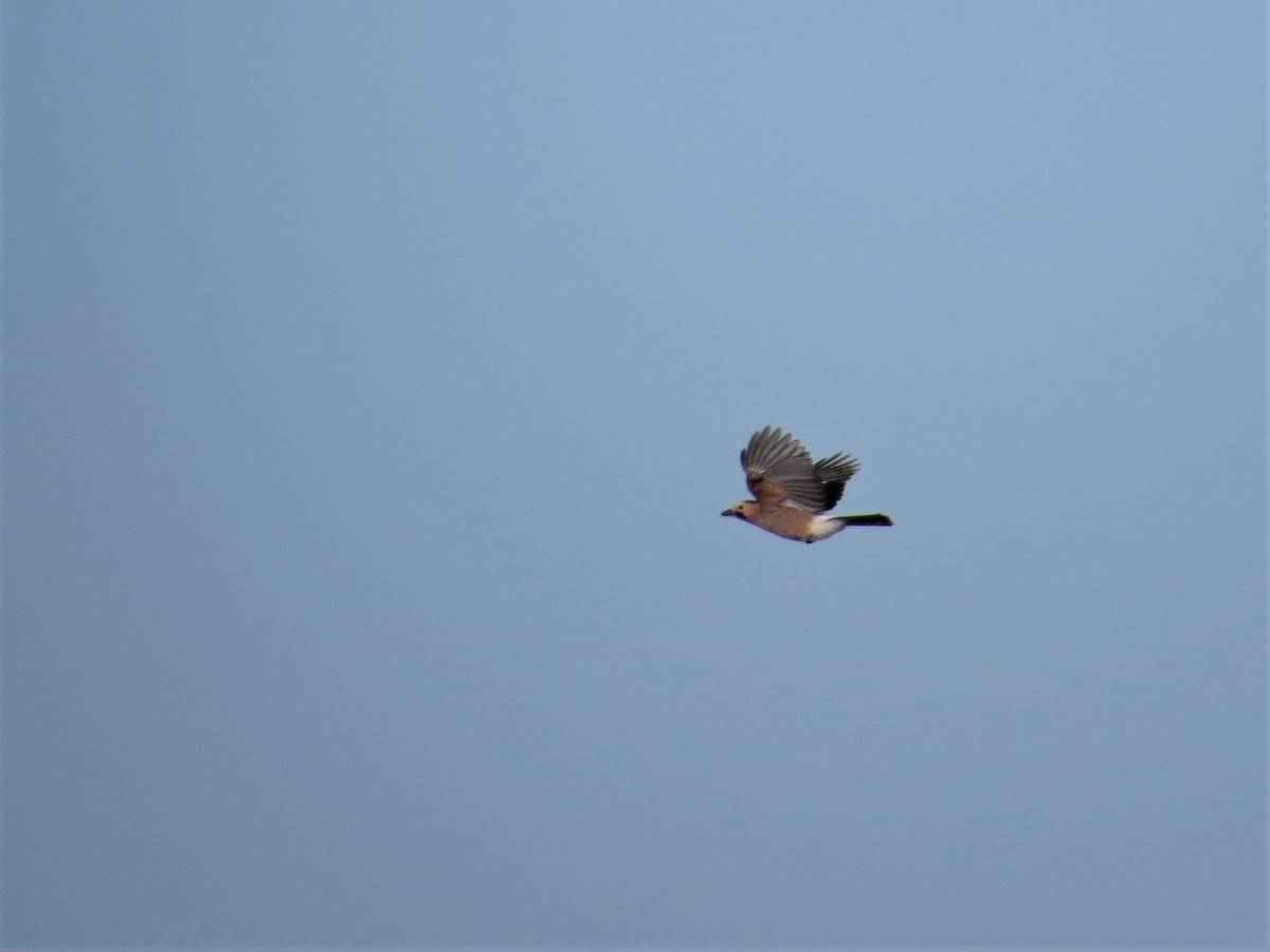 Eurasian Jay - ML235205031