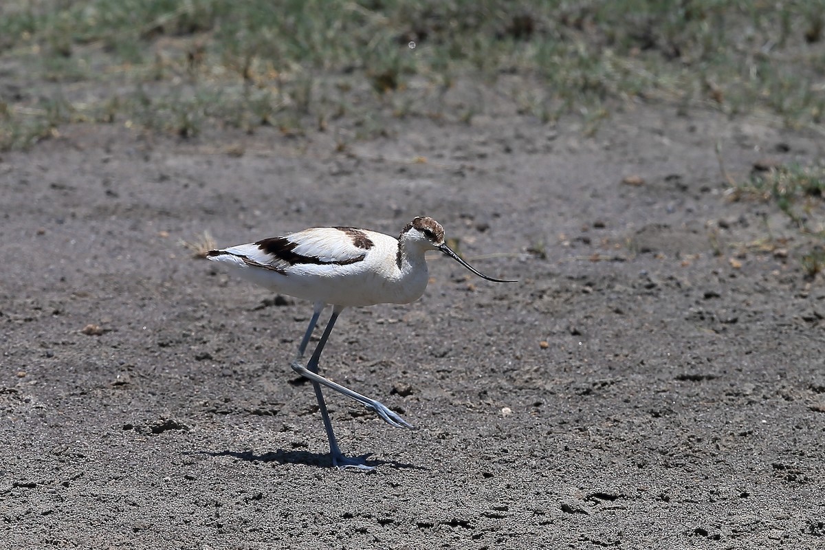 Pied Avocet - ML235205161