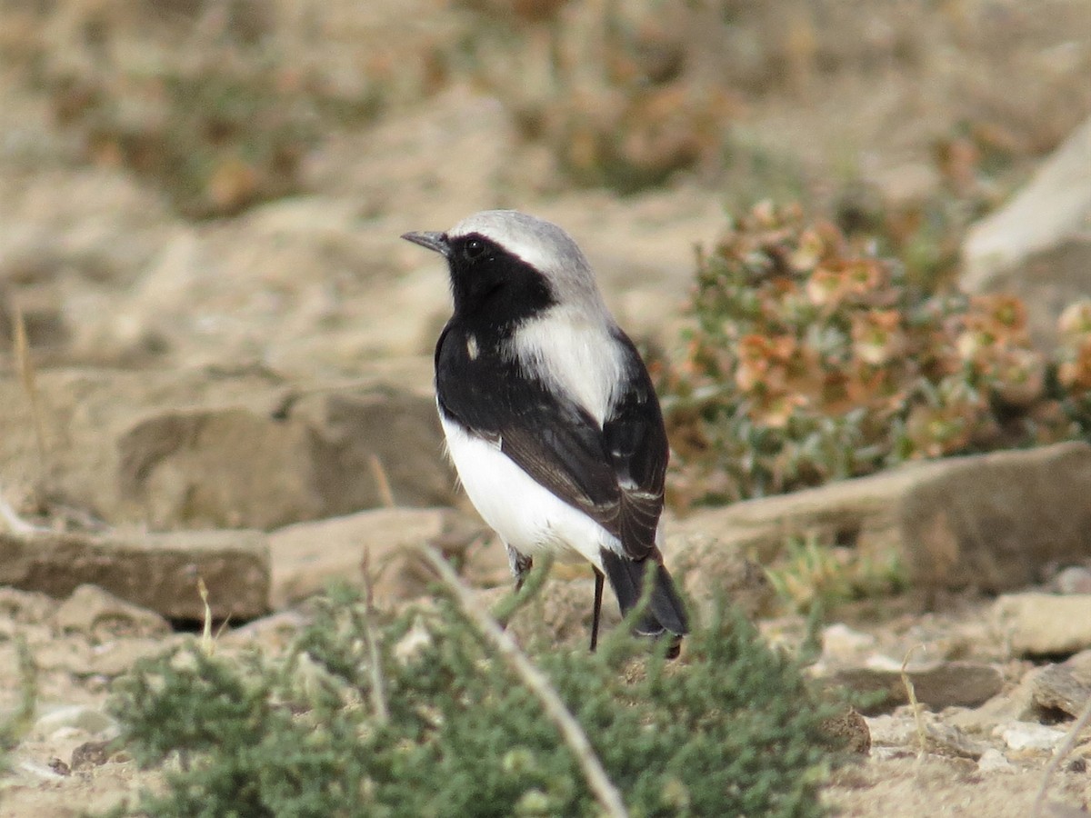 Finsch's Wheatear - ML235206221