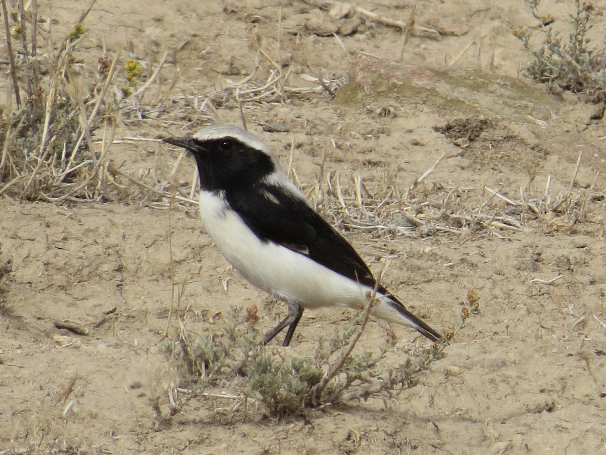 Finsch's Wheatear - ML235206231