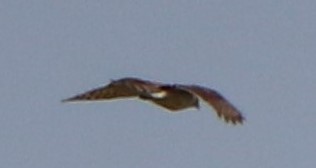Northern Harrier - ML235207571