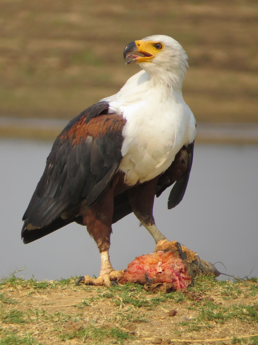 African Fish-Eagle - ML235207871