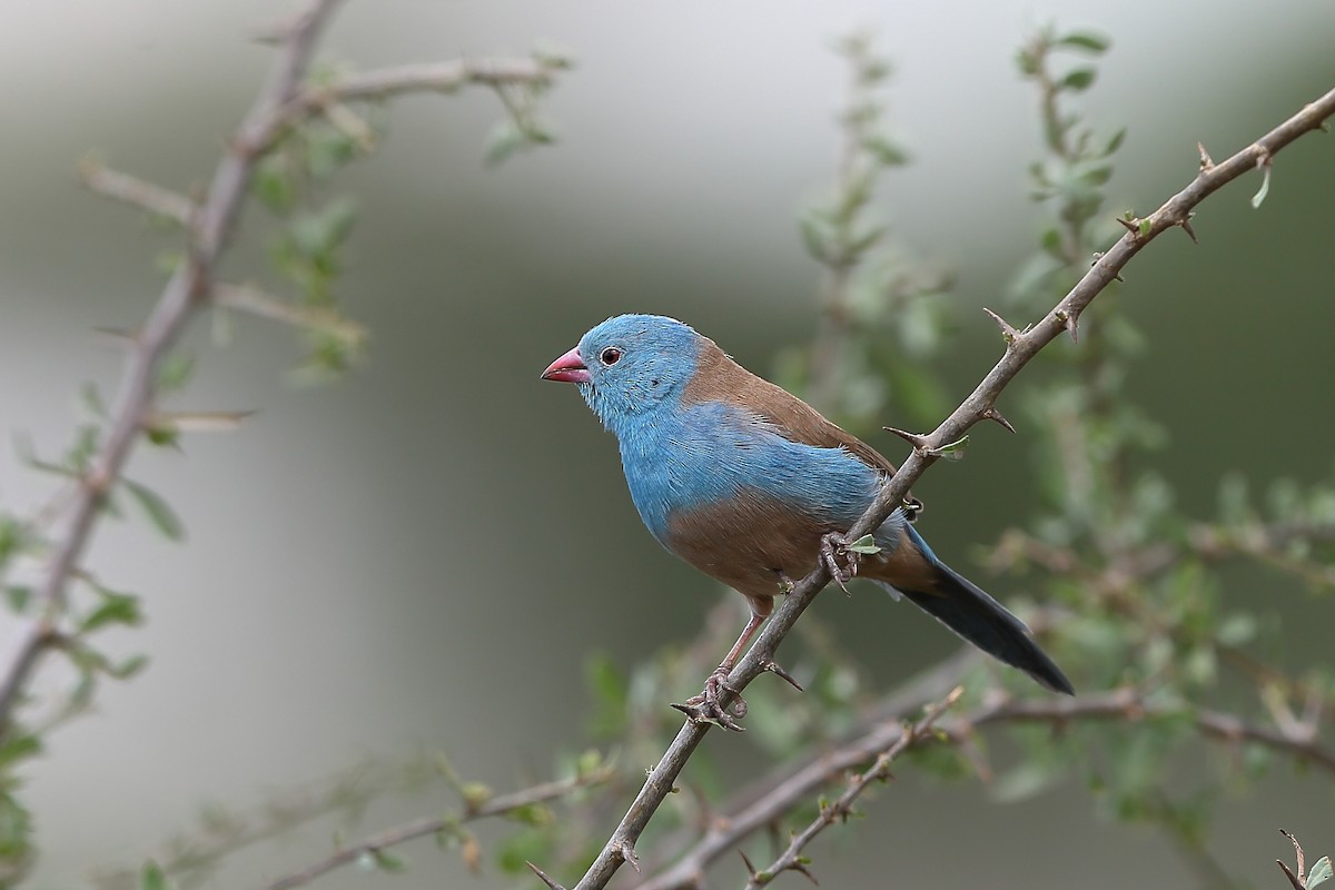 Blue-capped Cordonbleu - Holger Teichmann