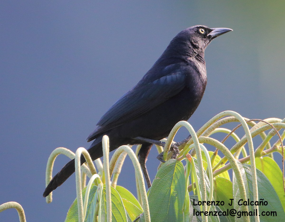 Carib Grackle - ML235210661