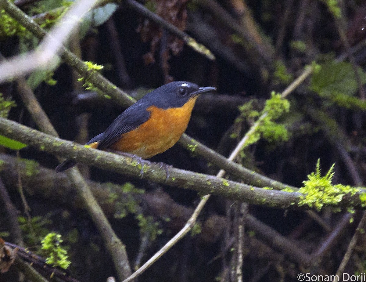 Rusty-bellied Shortwing - ML235211671