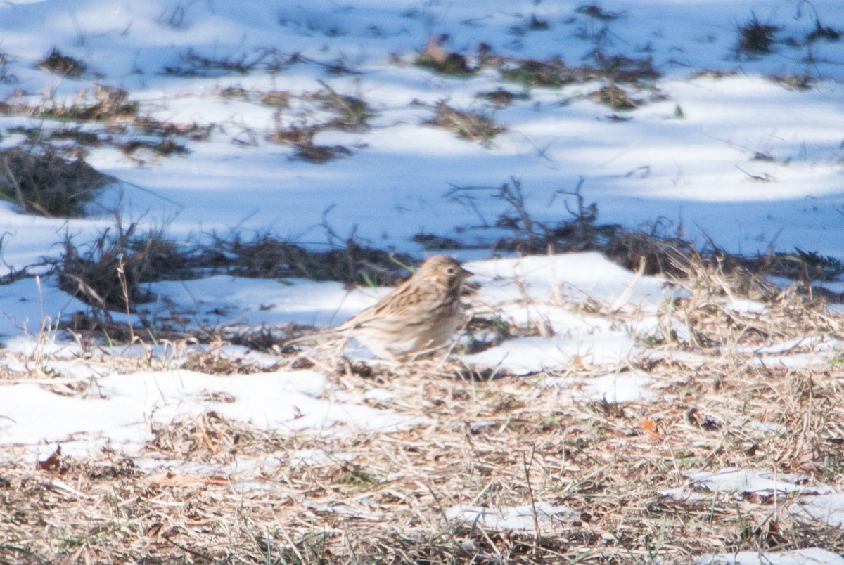 Vesper Sparrow - ML23521371