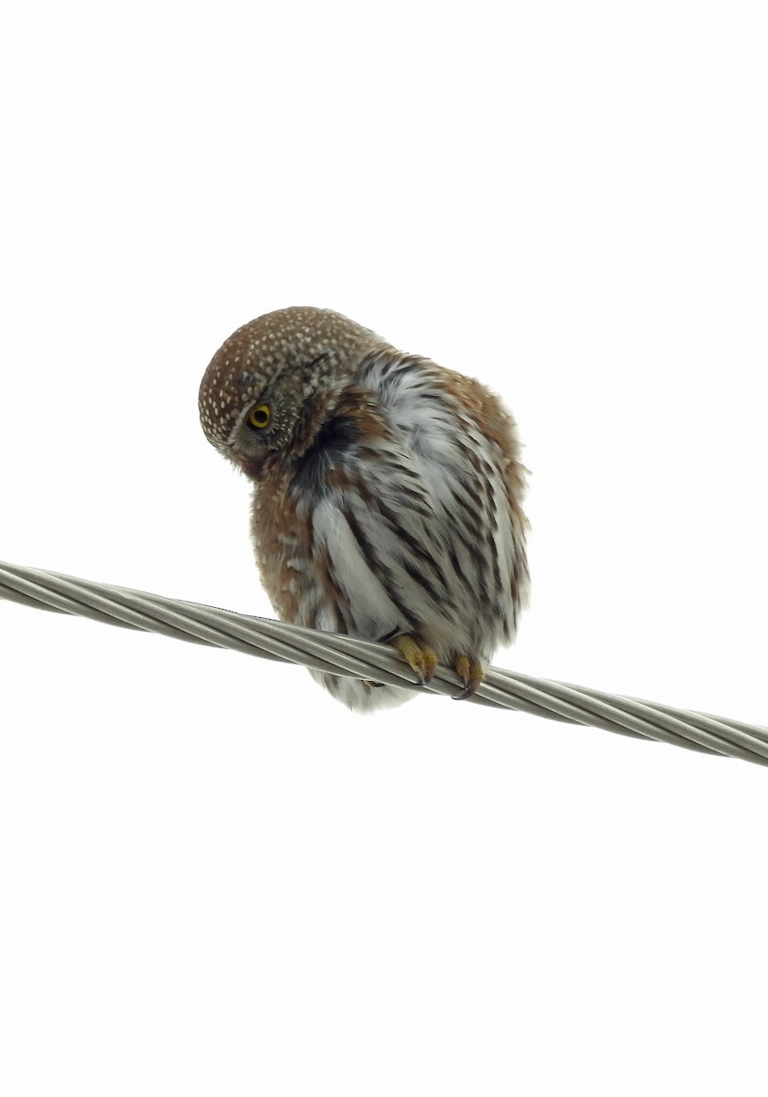 Northern Pygmy-Owl - ML23521471